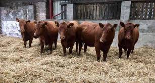 American aberdeen and south poll cattle. 5 Red Aberdeen Angus Heifers For Sale Mosshall Aberdeen Angus Aberdeen Angus Cattle Society