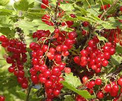 Veel vogelliefhebbers melden gespotte vogels aan op een waarnemingssite. Aalbessen Of Ribes Rubrum Ook Rode Bes Trosbes Of Jenevers Verzorging Snoeien Soorten Bessen