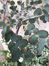 ユーカリの枝が変色 葉は斑点が出てきてしまい 斑点性の病気だとは予測でき Yahoo 知恵袋