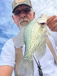 How many three pound crappie are caught out of Kentucky lake every year?
