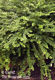 Image result for Malpighia coccigera