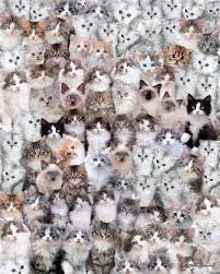 These cat jigsaw puzzles are fantastic time. Cat Montage 500 Pc Puzzle Cat Jigsaw Puzzle Christmas Gifts Toys Diy Educational Toys