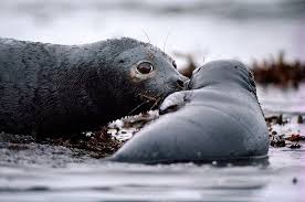 Frozen Treasure Defending The Arctic Oil Spill Sea Life Oil Pollution