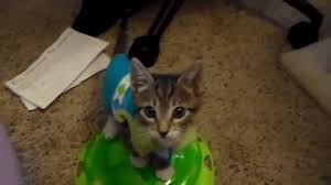 There are 137 cats wearing clothes for sale on etsy, and they cost $14.89 on average. Kitten Wearing Shirt Falls Over Kitten How To Wear Fall Over