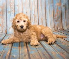 The mini labradoodle is one of the most popular designer breeds in america, but this breed started in australia. Mini Labradoodle The Miniature Or Toy Poodle Labrador Retriever Mix