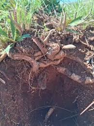 Image result for Parinari capensis