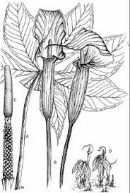 Image result for Arisaema mildbraedii