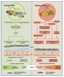 Gutmicrobiota Health Auf Twitter Dietary Fibre Is A Key Player Involved In Maintaining Gut Homeostasis This Review Led By Fredrik Backhed Explores In Depth The Effects Of Low And High Fibre Diet On