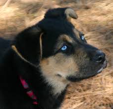 German shepherd with blue eyes. Blue Eyes And Remaining Mysteries The Equine Tapestry