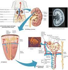 Rozaini Othman Guru Cemerlang Biologi Mammalian Kidney Kidney Arteries And Veins Excretory System