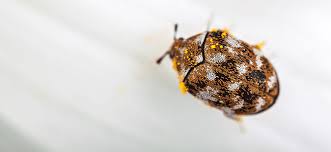 Meet the bugs that live in your house. Carpet Beetles