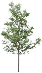 Pin By Richardson Garden Saleswomen On Tree Png Tree Photoshop Tree Drawing Tree Psd
