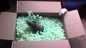 Many cats pine over peanut butter to the point that they won't stop licking your finger. Ferrets Playing In Packing Peanuts Youtube