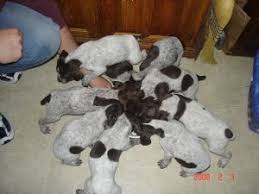 No german shorthaired pointer's were found in the for sale catergory. German Shorthaired Pointer Puppies In Iowa