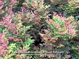 Gulf stream is prized by gardeners requiring a shot of color in the garden as it bears bronze foliage in the spring, turning green for summer and then red in the fall. Nandina Domestica Gulf Stream Gulf Stream Heavenly Bamboo Sacred Bamboo Youtube