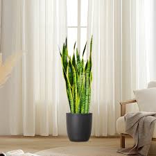 Image result for Sansevieria