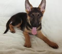 Shop the top 25 most popular 1 at the best prices! Akc German Shepherd Puppy For Sale In Chandler Arizona Classified Americanlisted Com
