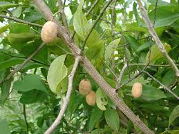 Image result for Pentarhopalopilia