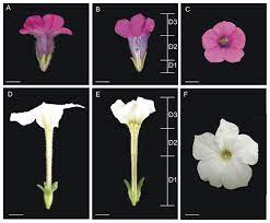 Ijms Free Full Text Maewest Expression In Flower Development Of Two Petunia Species Html