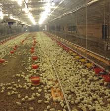 Image result for images broiler chicks and water pressure