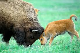 Baby Bison And Mom Play Photo 8 X 12 Print Baby Animal Photograph Wildlife Photography Wall Decor Nursery Art Baby Bison Baby Animals Cute Baby Animals