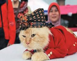 Anjing, keledai, kucing, kuda nama bayi islami. 100 Nama Kucing Jawa Yang Bagus Tenan Myhewan