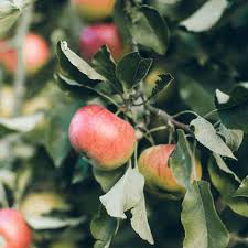 I grow a lot of fruit trees in a small space. 7 Perfect Patio Fruit Trees For Small Spaces Home Garden And Homestead
