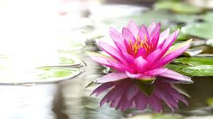 We did not find results for: State Flowers Of India India Com