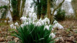 Download free widescreen desktop backgrounds in high quality resolution 1080p. Hintergrundbilder Schneeglockchen Gras Blumen Fruhling 1920x1080 Wallpaperup 1024312 Hintergrundbilder Wallhere