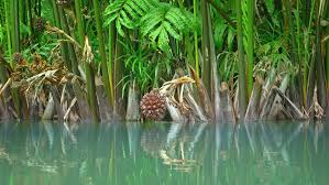Aquatic plants are an important component of lake systems. Water Monitor Lizard Swimming Amongst Stock Footage Video 100 Royalty Free 13049975 Shutterstock