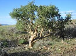 Image result for Commiphora tenuipetiolata