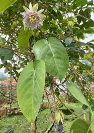 Image result for Passiflora ligularis