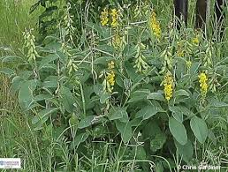 Image result for Crotalaria oocarpa