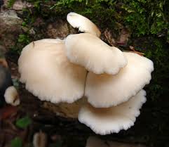 Angel S Wings Pleurocybella Porrigens Pyramids Fungi Adventure