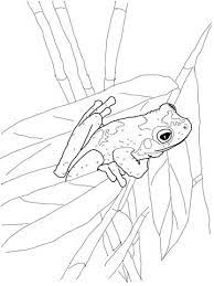 Download this adorable dog printable to delight your child. Green Eyed Tree Frog Coloring Page Free Printable Coloring Pages Frog Coloring Pages Animal Coloring Pages Coloring Pages