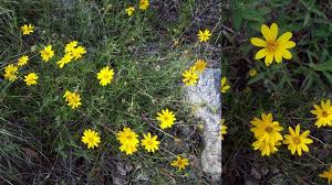 Image result for Aspilia