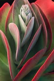 Paddle Plant A Great Winter Houseplant Plants Succulents Paddle Plant