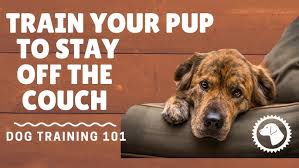 How To Train Dogs Stay Off Furniture