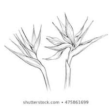 Black Bird Of Paradise Flower Tattoo Black And White Ink Illustration Of A Beautiful Strelitzia Flowers Bird Of Paradise Tattoo Birds Of Paradise Flower Ink Illustrations