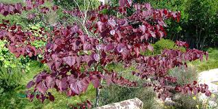 Young plants may need tree guard to protect from rabbit and deer damage. Eastern Redbud Flowering Time Description Seasonal Development And General Distribution In Ohio