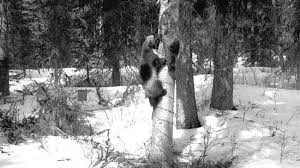 Do i need to take the written test again when i go to renew my license in nevada? Wolverine Gulo Gulo Luscus Springerlink