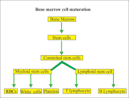 It is found in the hollow part of most bones. Bone Marrow Trephine Biopsy Bone Biopsy Part 2 Labpedia Net