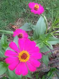 Z zinnia flowe = bunga zinnia. Zinnia Elegans Bunga Kertas Steemit