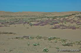 Image result for Dicoma arenaria