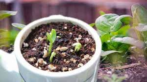 Jadi bayam bisa tumbuh subur dengan cara tanam yang tepat. Cara Menanam Bayam Yang Benar Kutanam