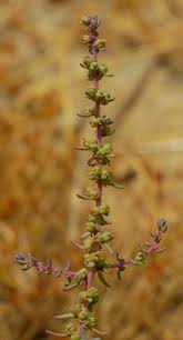 Image result for Suaeda merxmuelleri