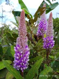 Image result for Uraria