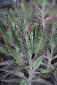 Pin On Succulents Et Cactus