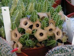 See more ideas about rostliny, květiny, sukulent. Fleshy Flower Horticulture In The Desert