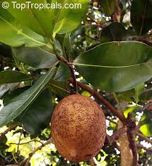 Pin On Flowering Trees